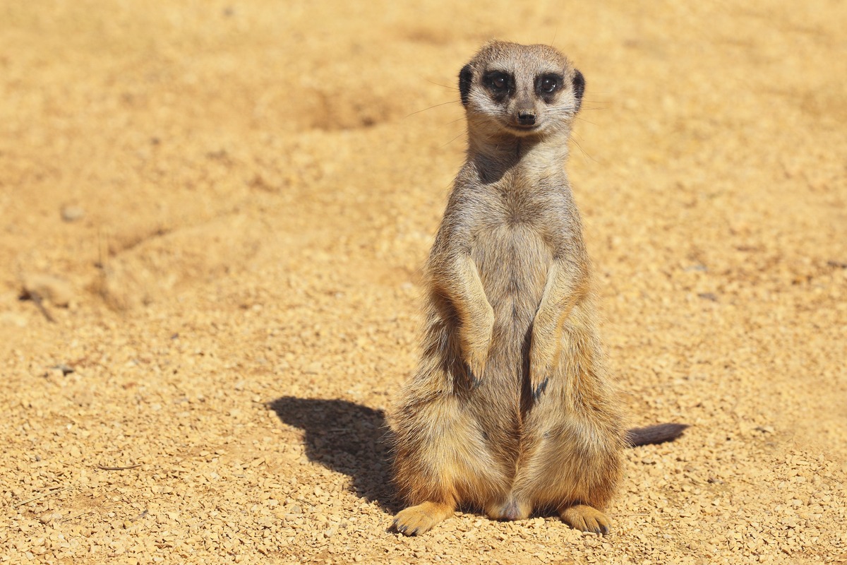 IL suricato (la sentinella del deserto)