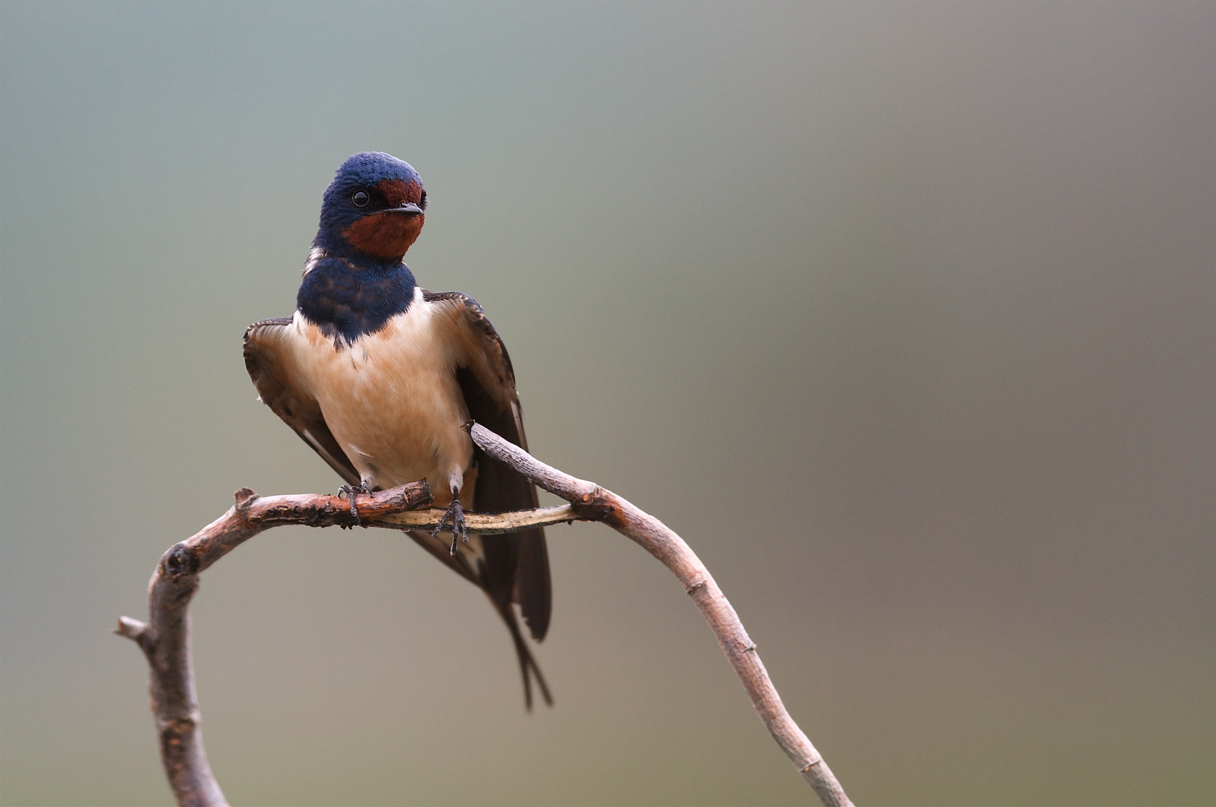 Mah ... what will it be?