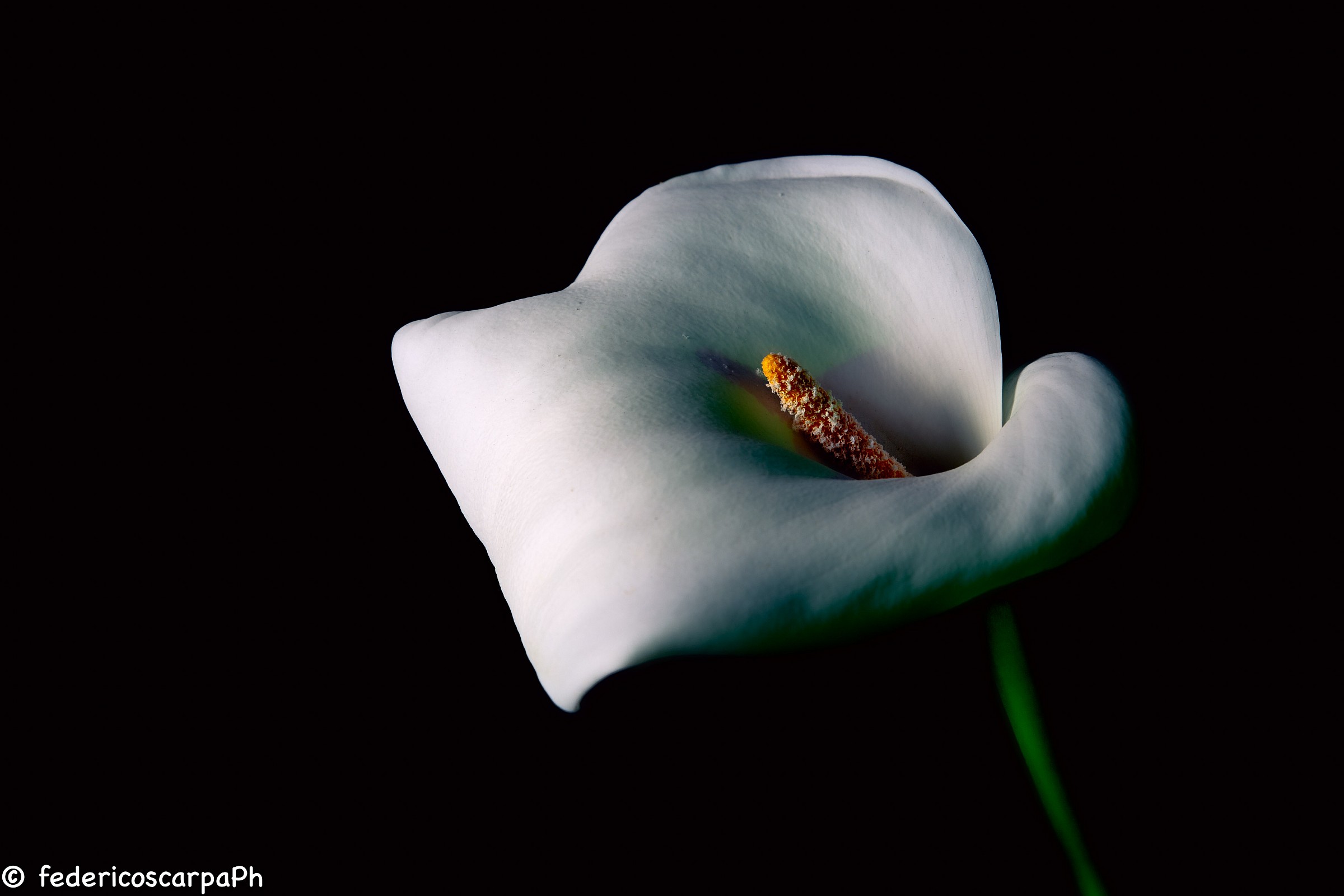 Zantedeschia Aethiopica