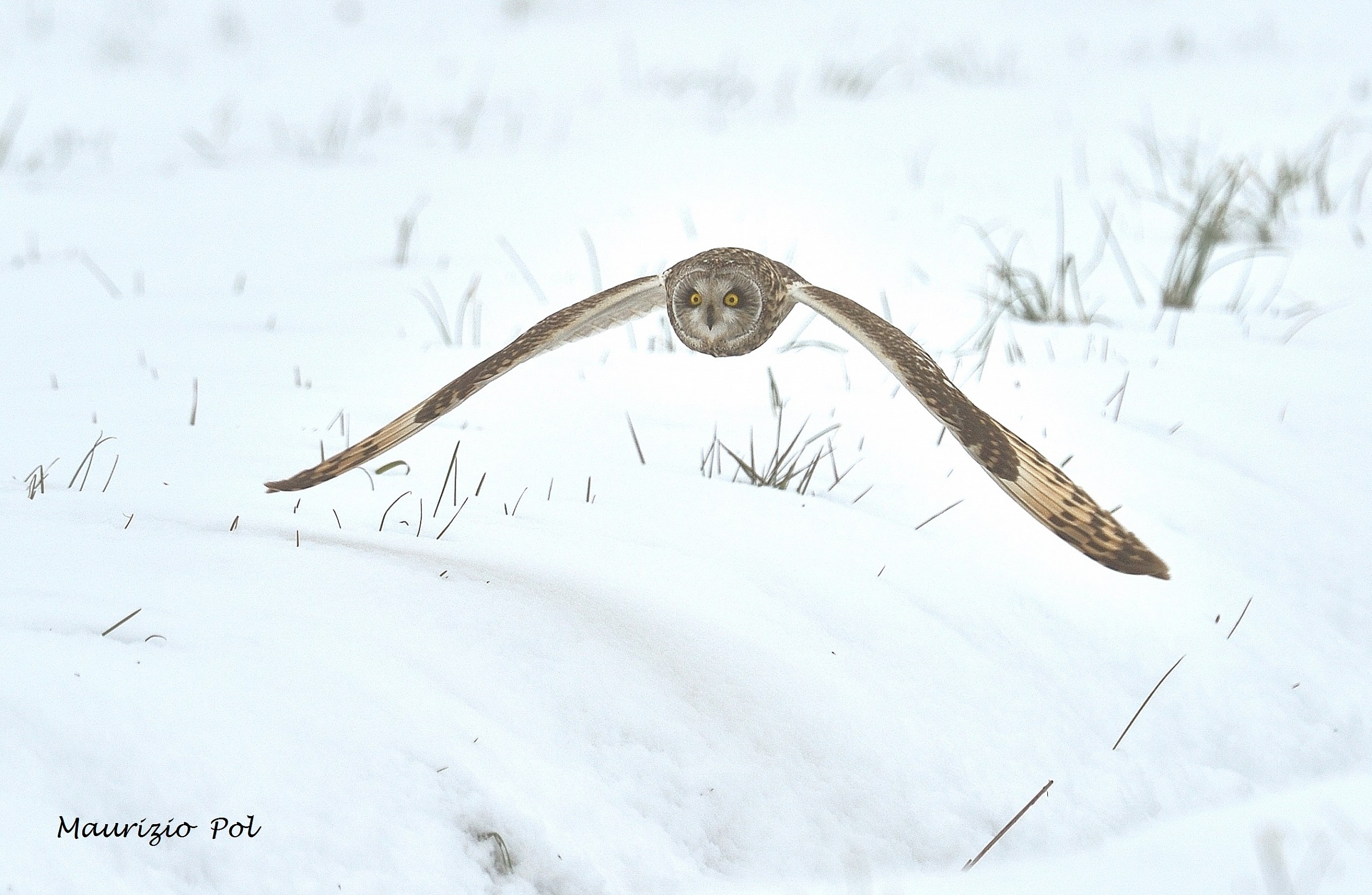 gufo di palude a caccia in inverno