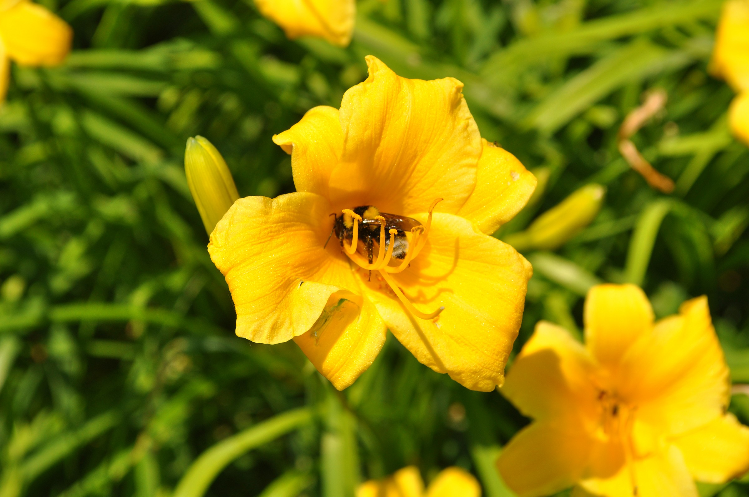 Yellow flower with Bombus ruderatus