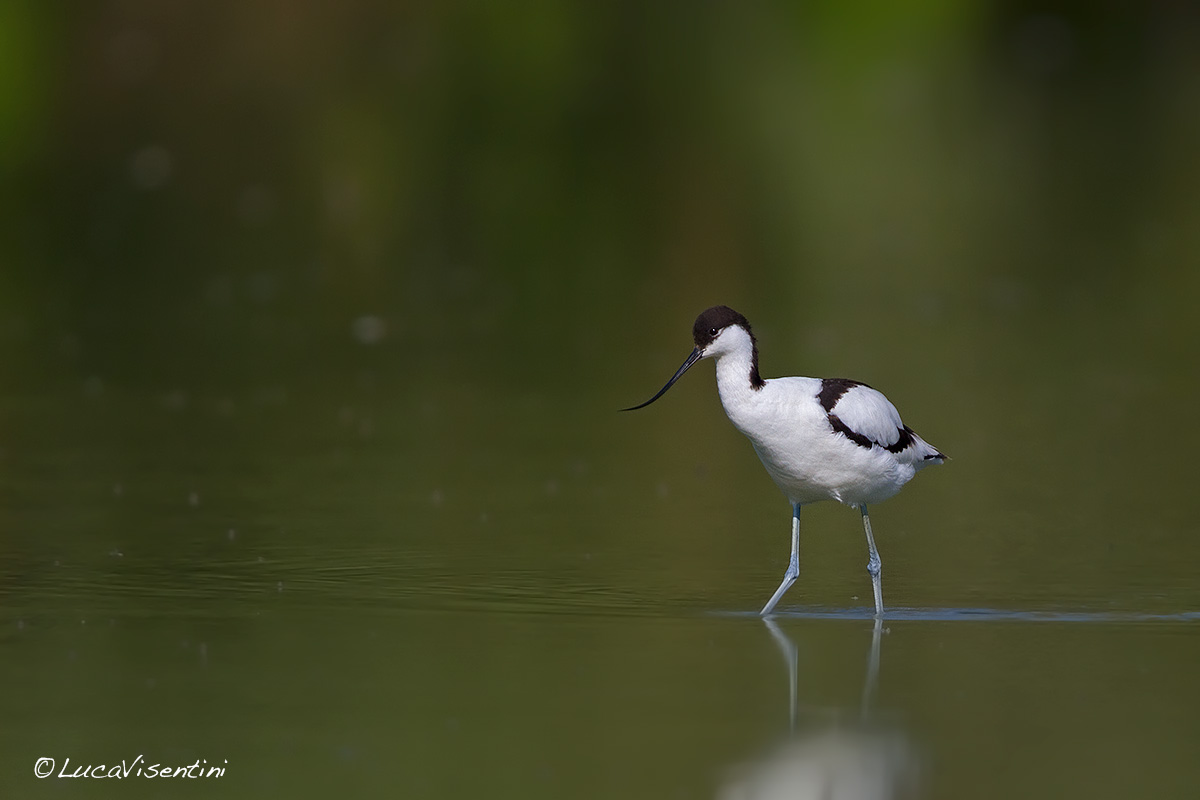 Avocetta