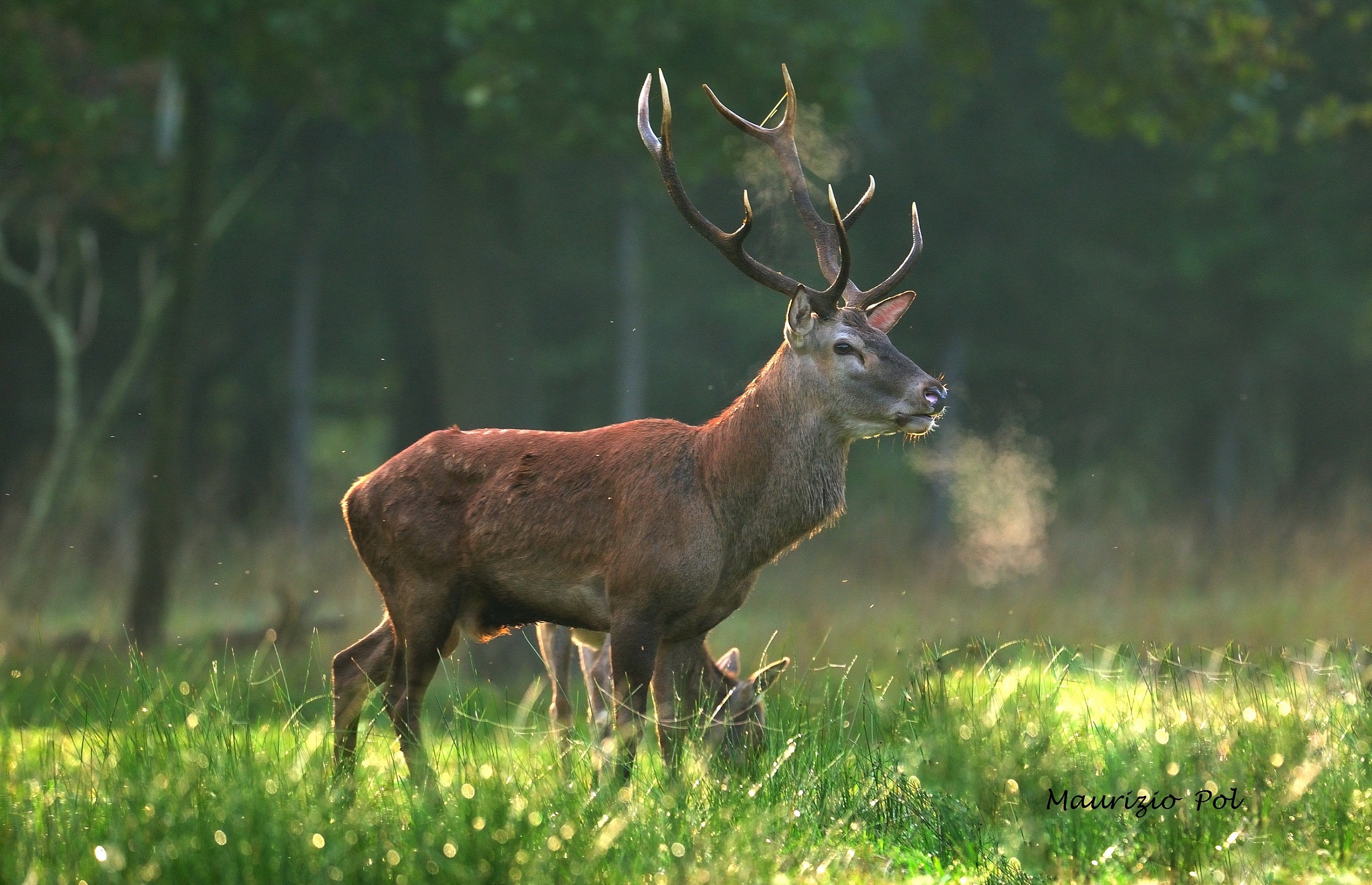 early morning with deer