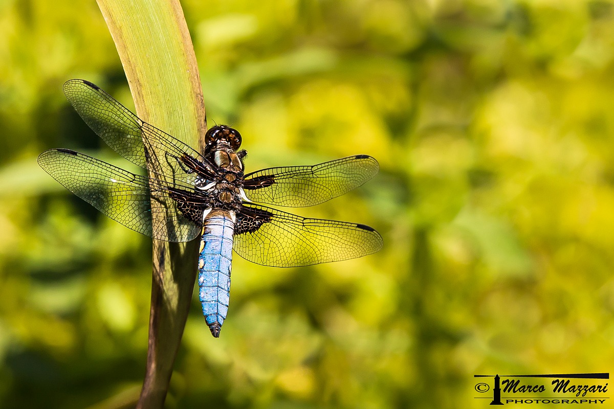 Libellula Depressa