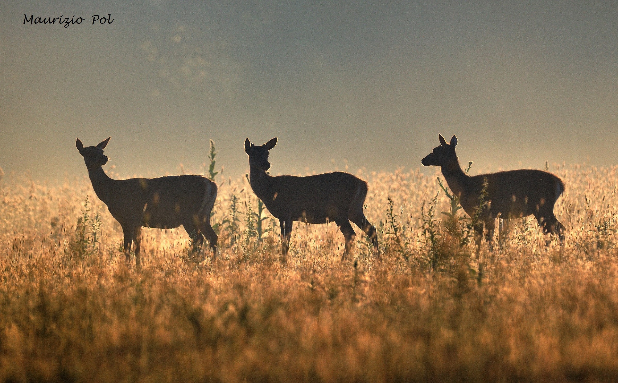 hinds backlit