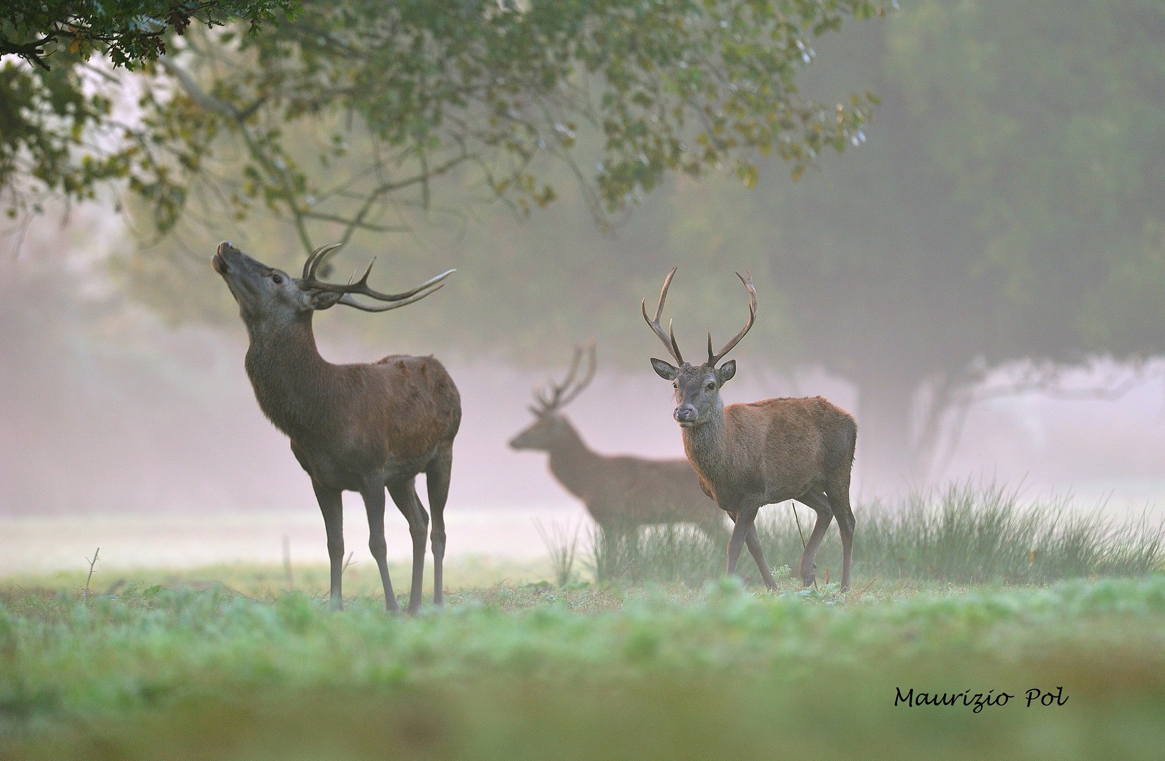 three in the mist