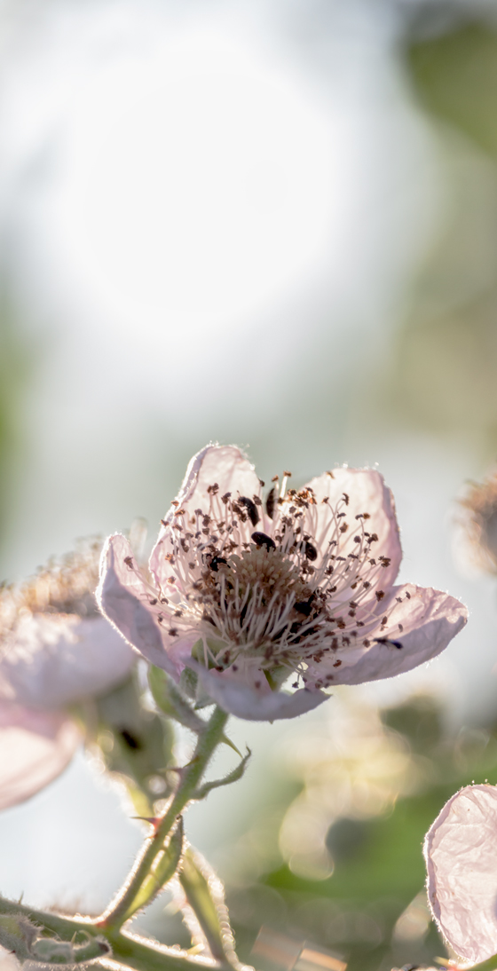 Controluce di un fiore di melo