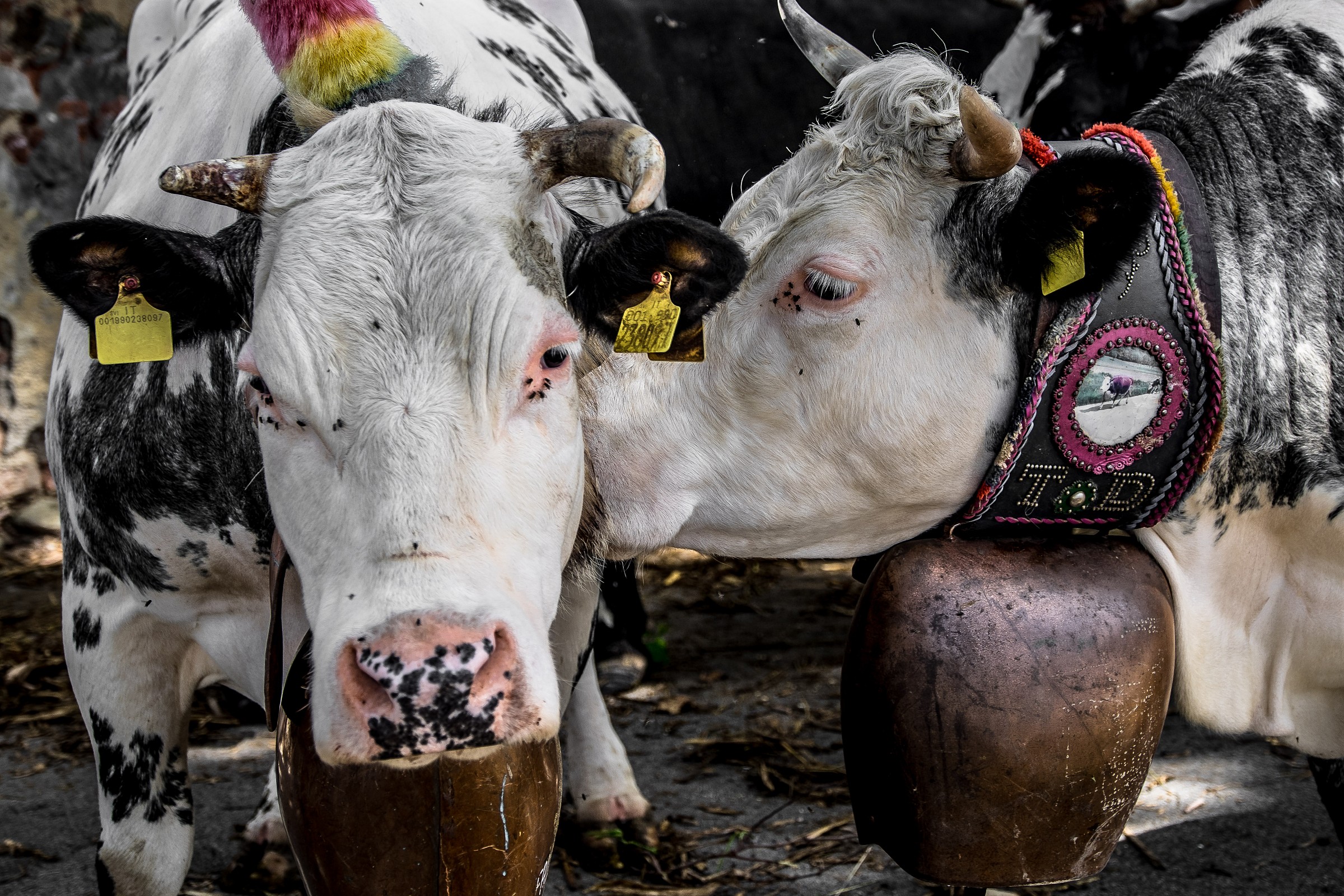 Kiss me stupid...oppure besame Mucco.............