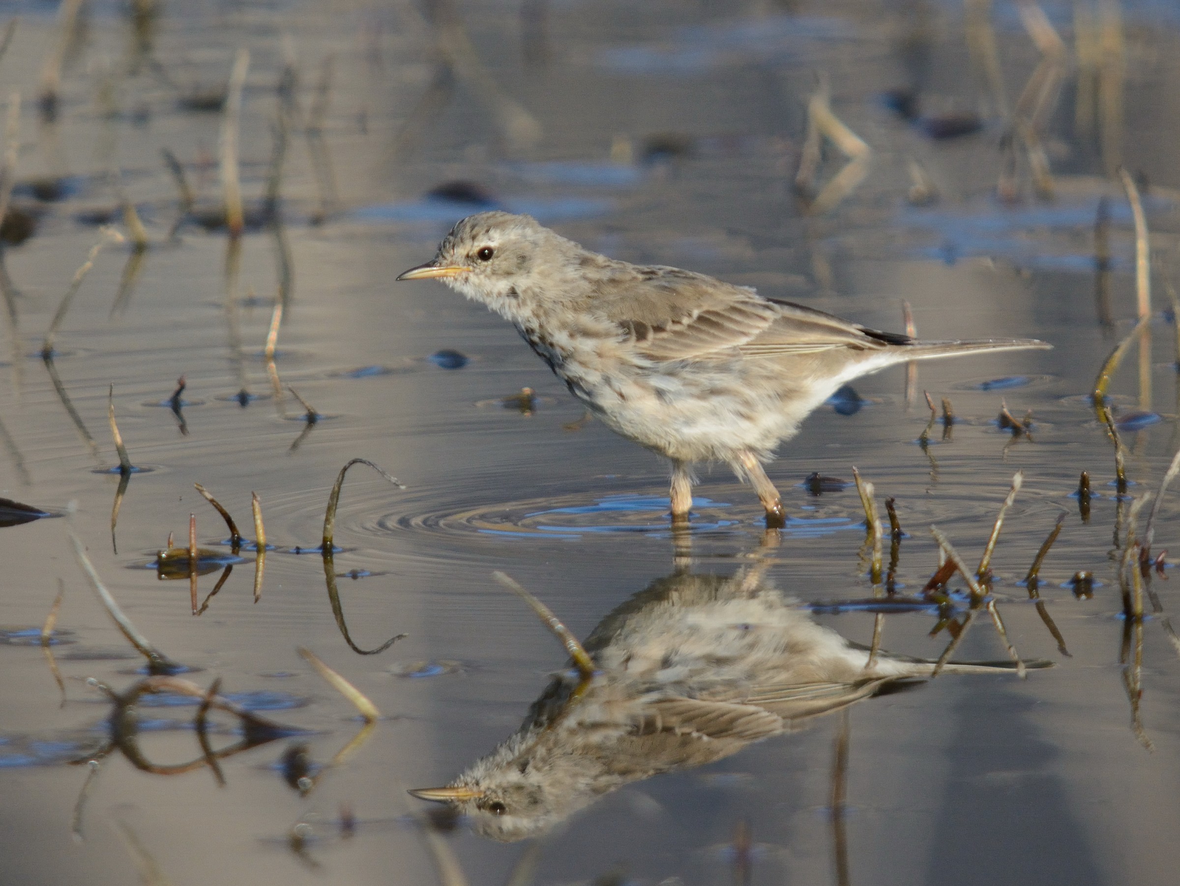 Pipit with reflection