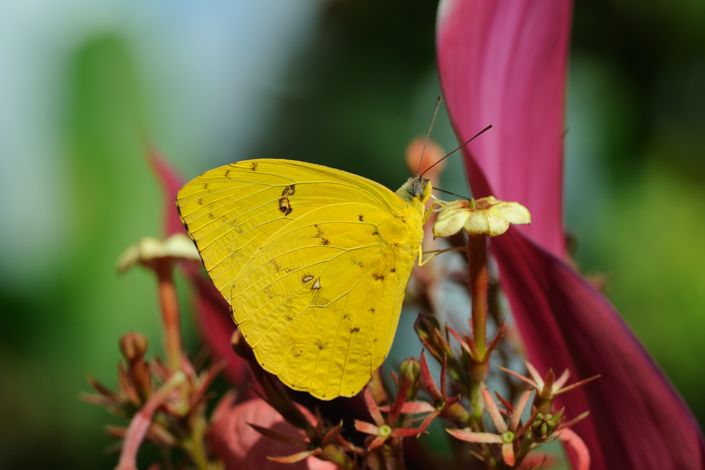 Phoebis Neocypris (Ecuador)