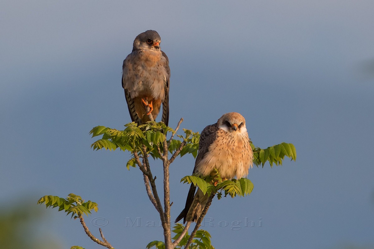 Pair of Hawks Cuckoo