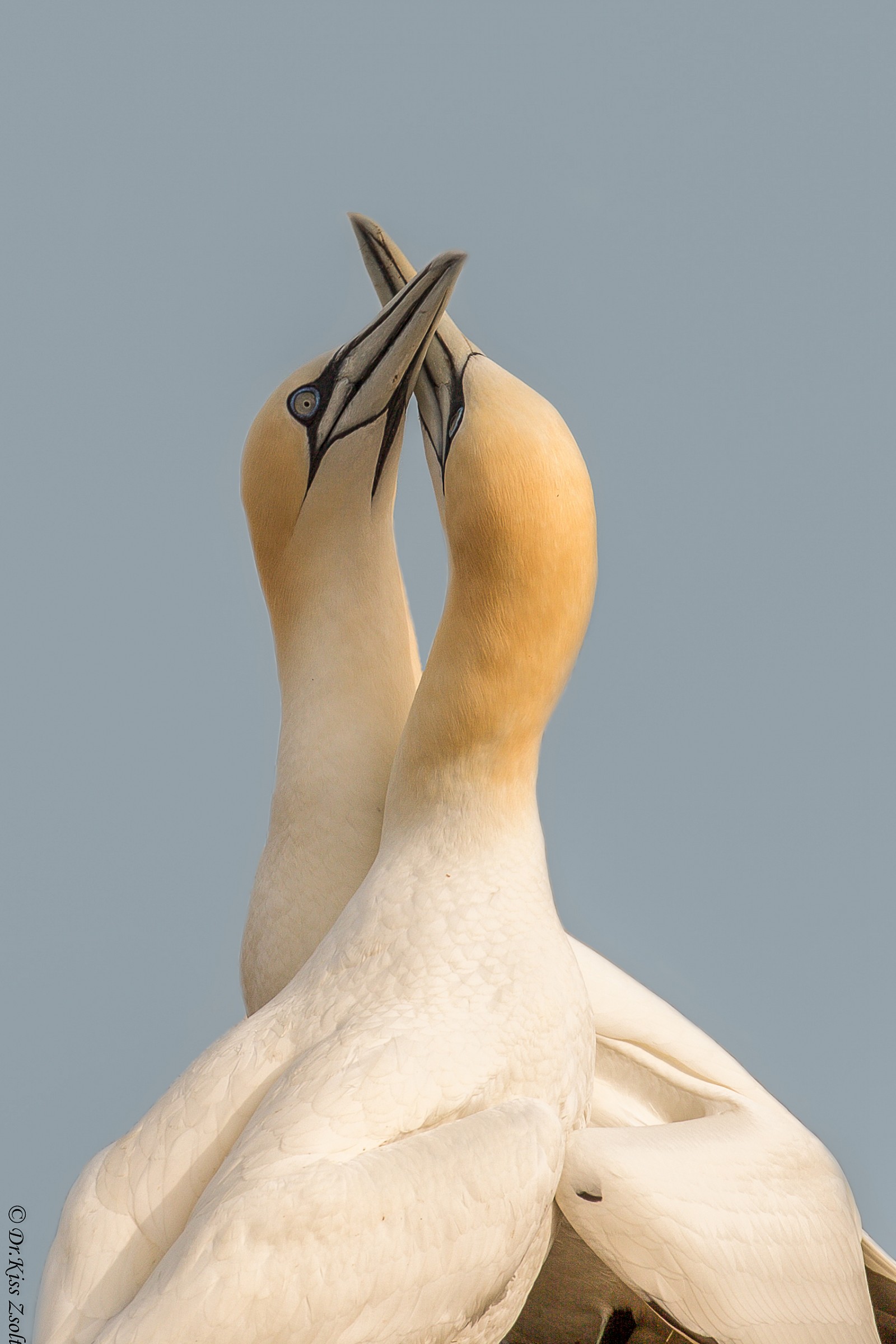 Fencing gannets