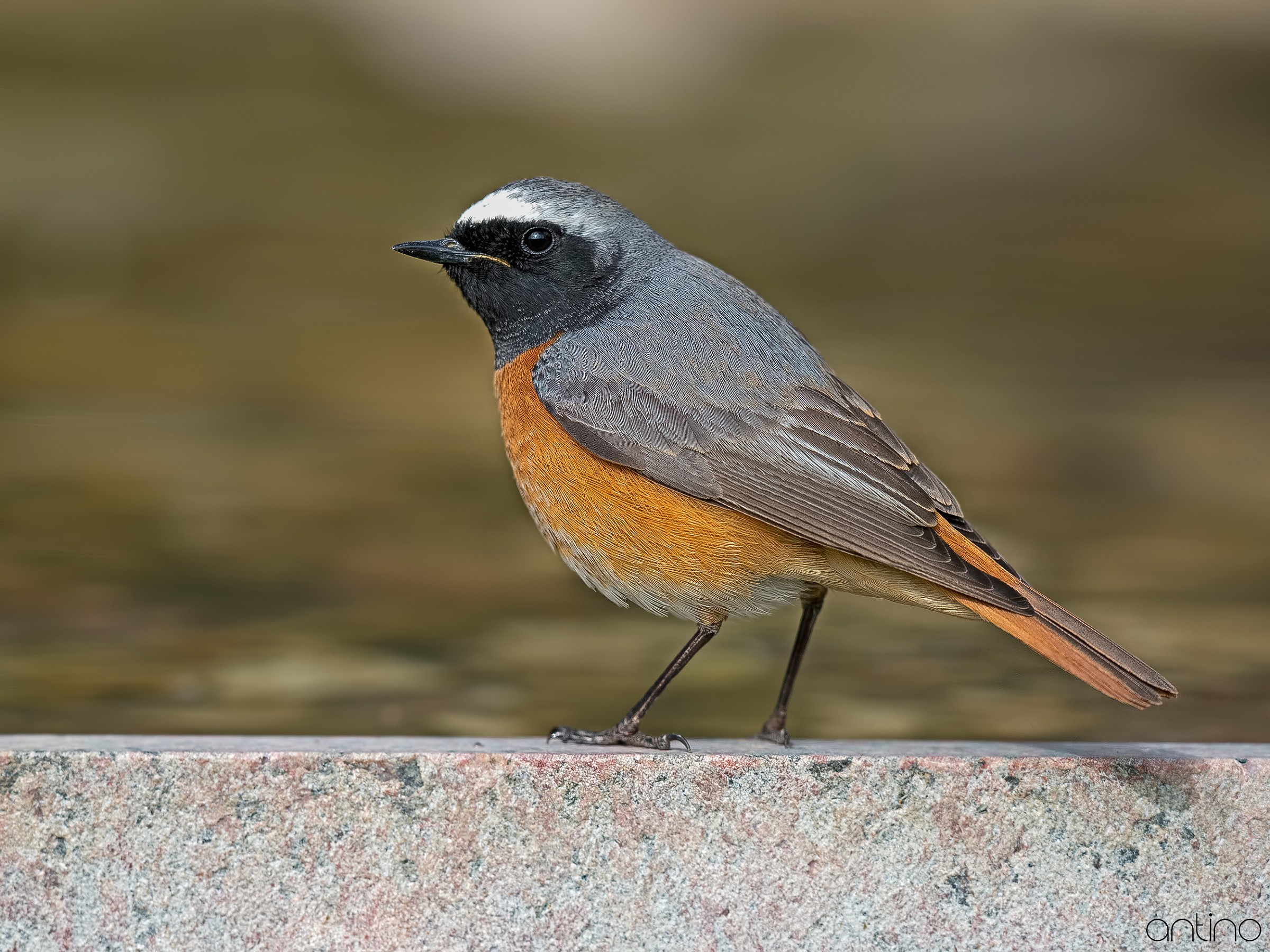 Redstart male