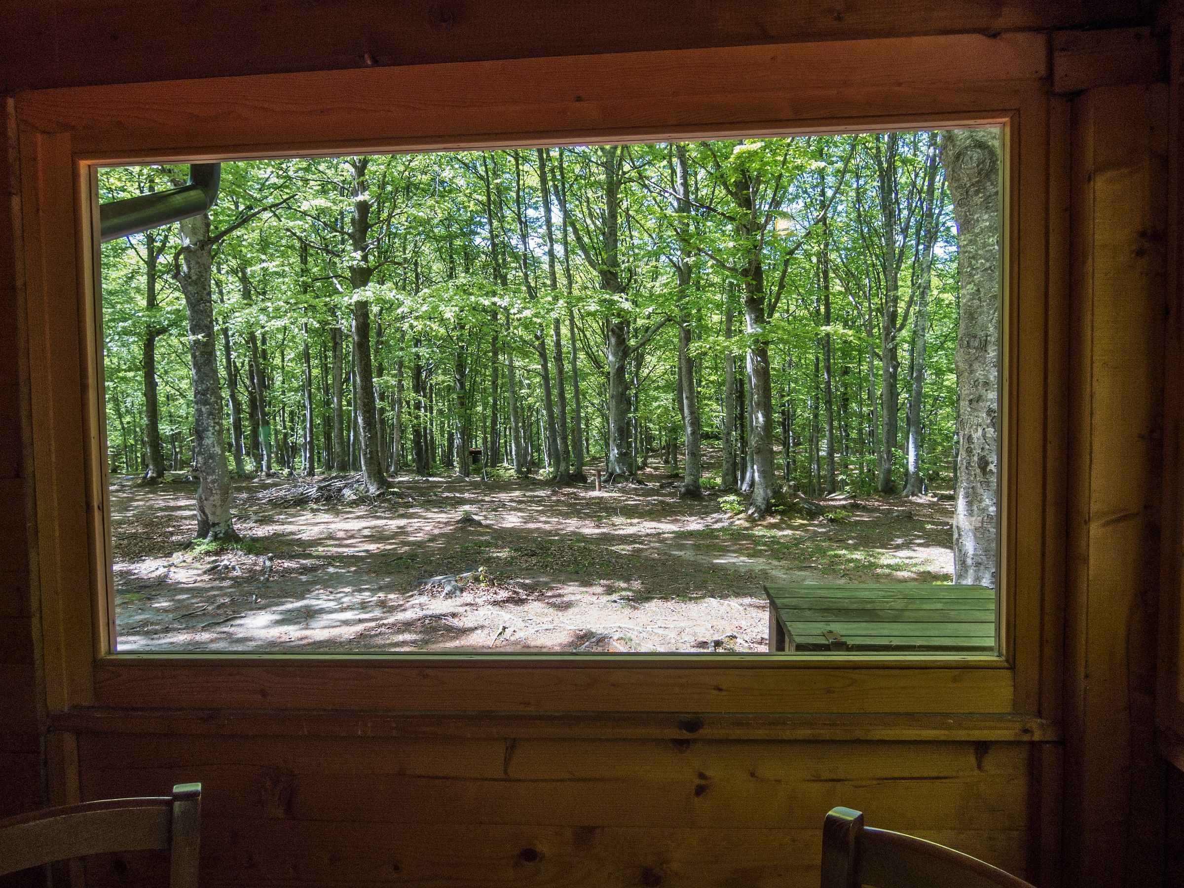 Una finestra nel bosco...
