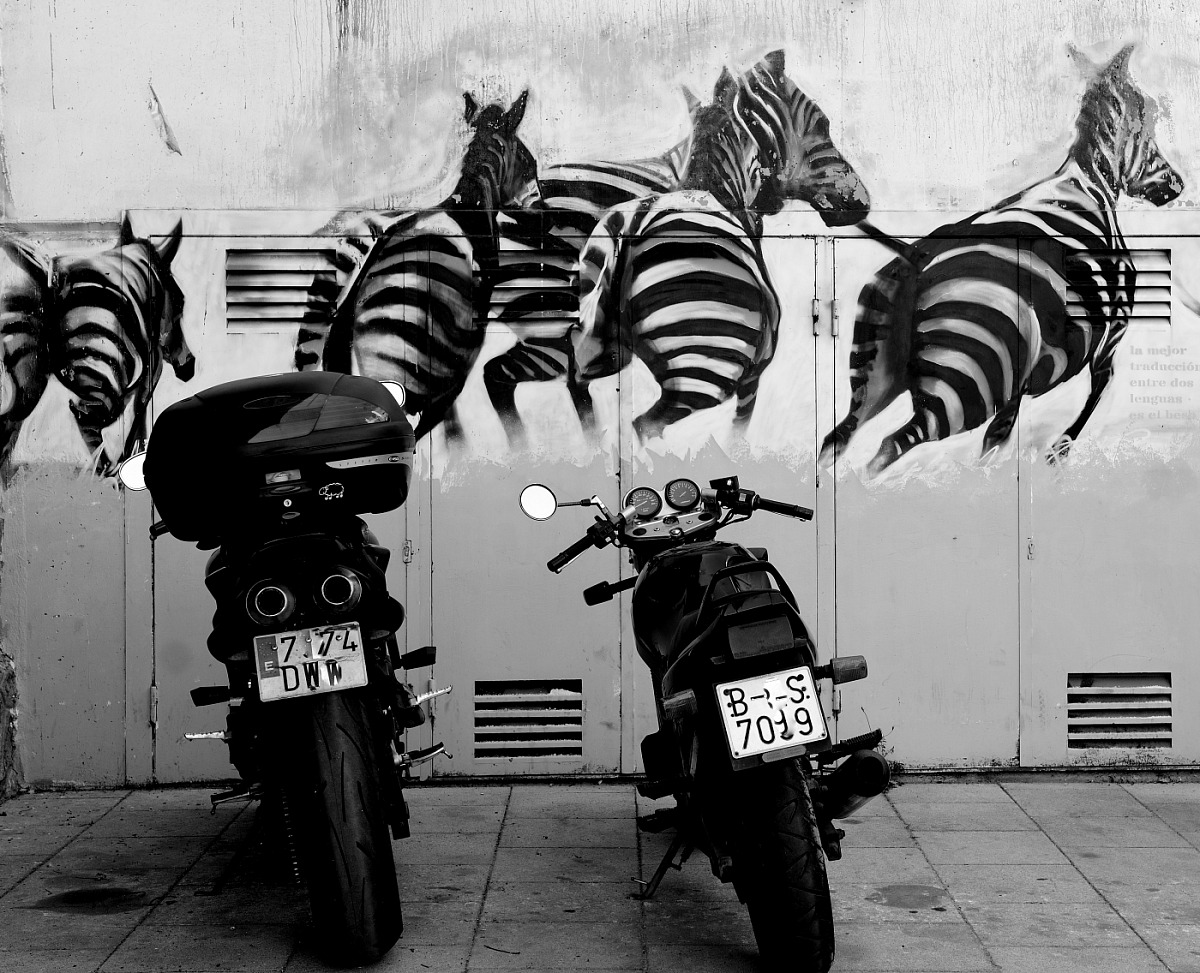 Horses in comparison