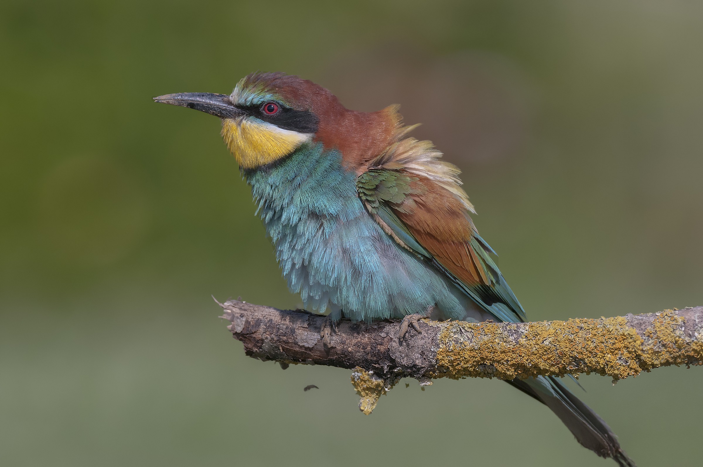 Gruccione Maschio. Massaciuccoli.