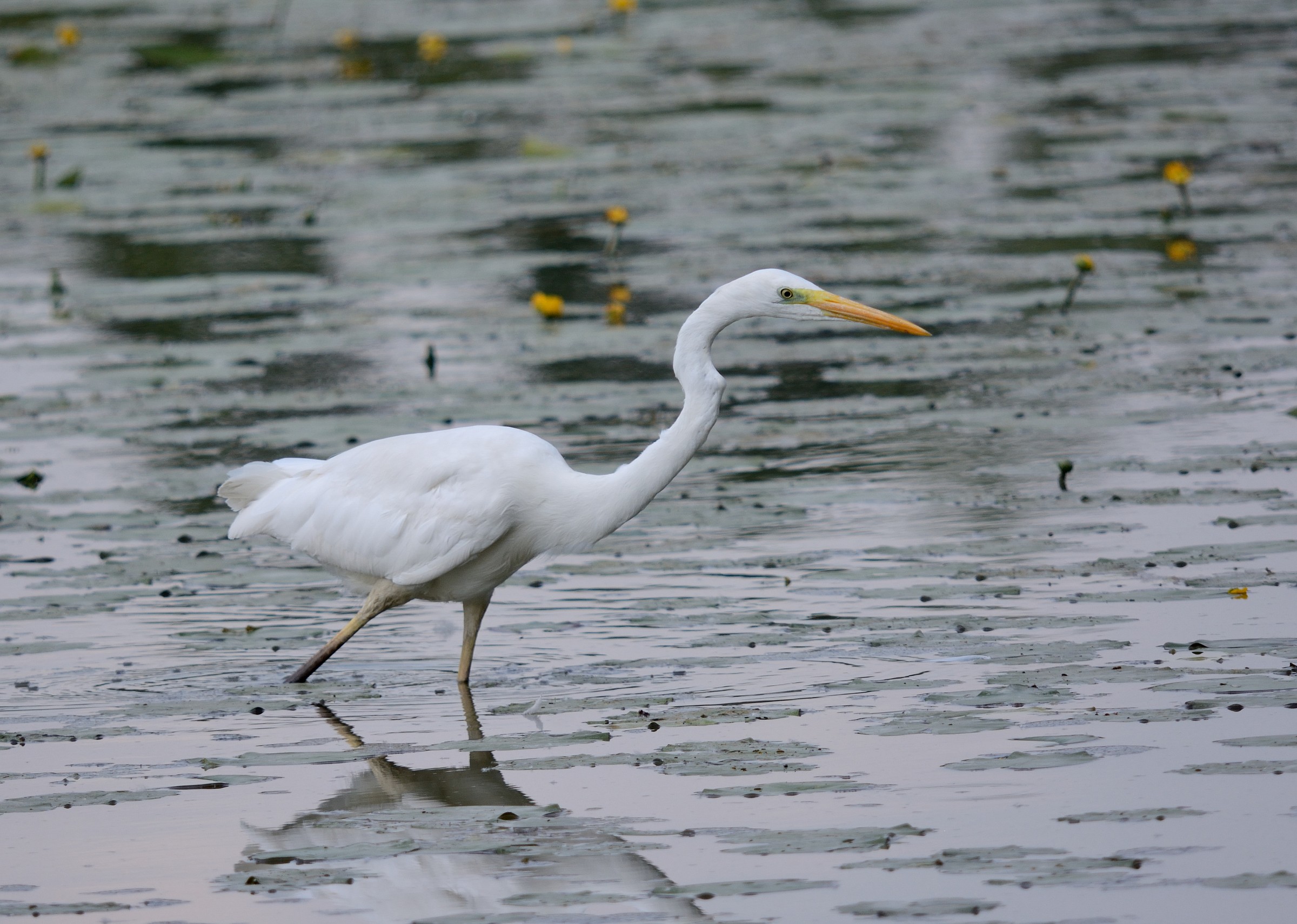 Great Egret