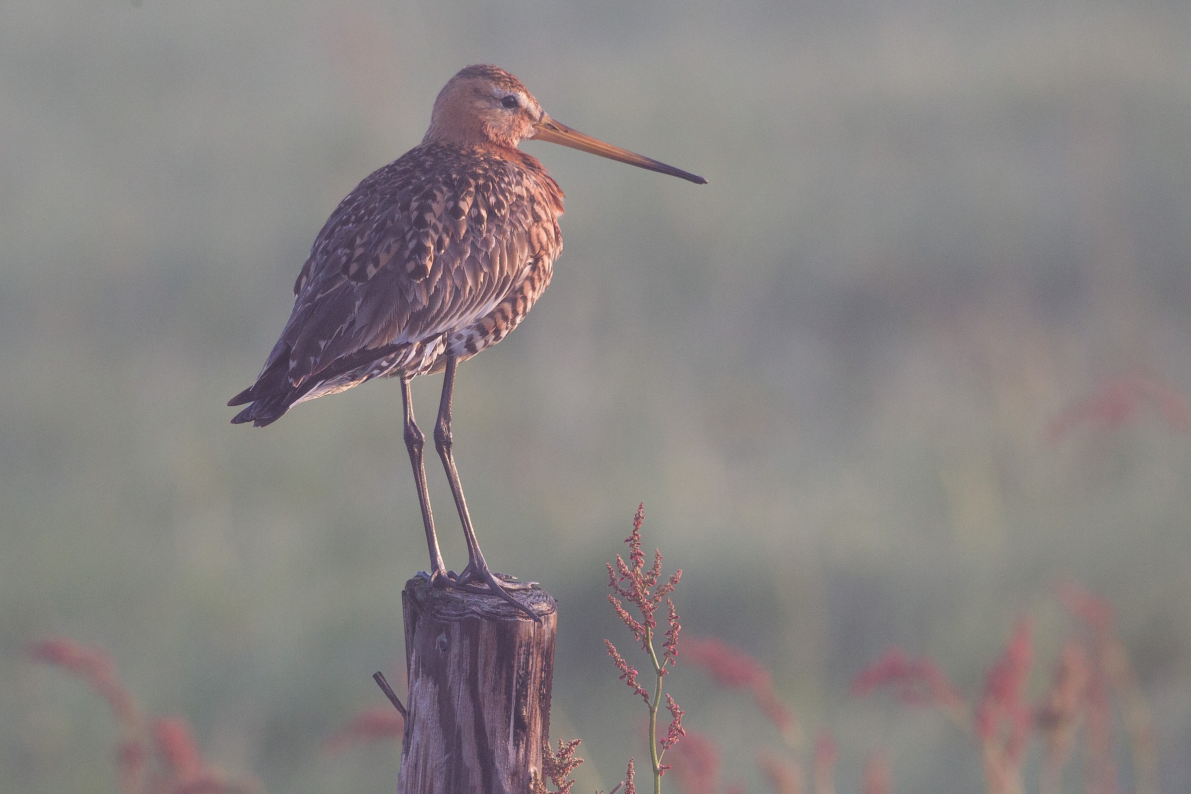 Awakening in the polder