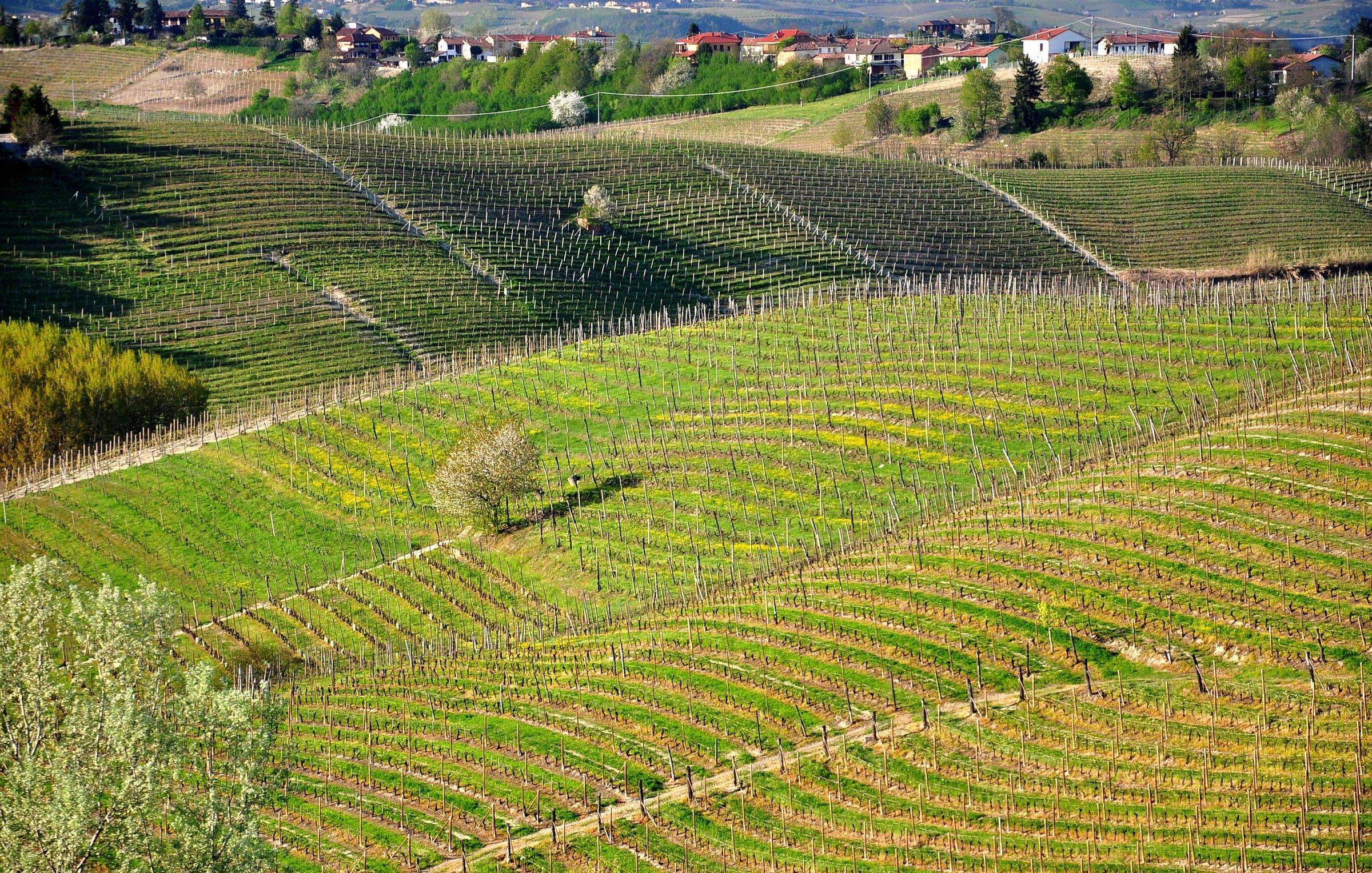 vineyards in the Langhe