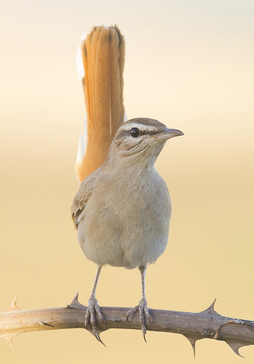 Nightingale of Africa