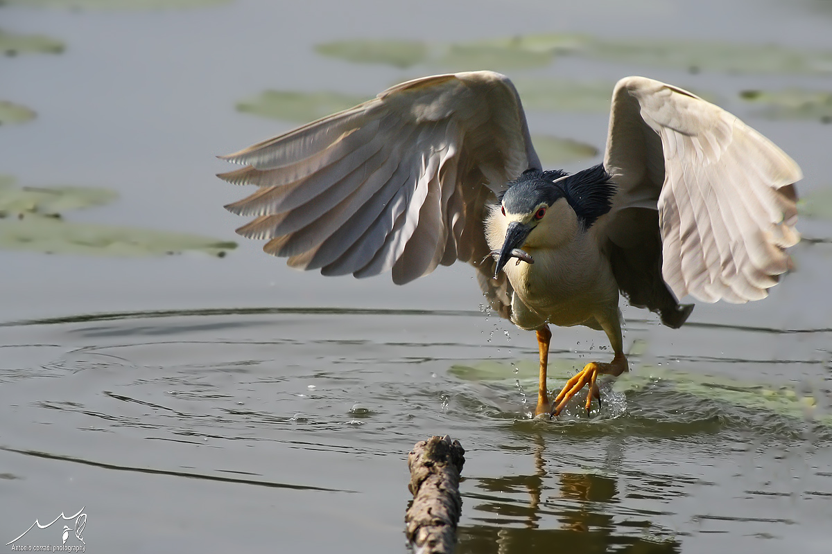 Nitticora di ritorno dalla caccia