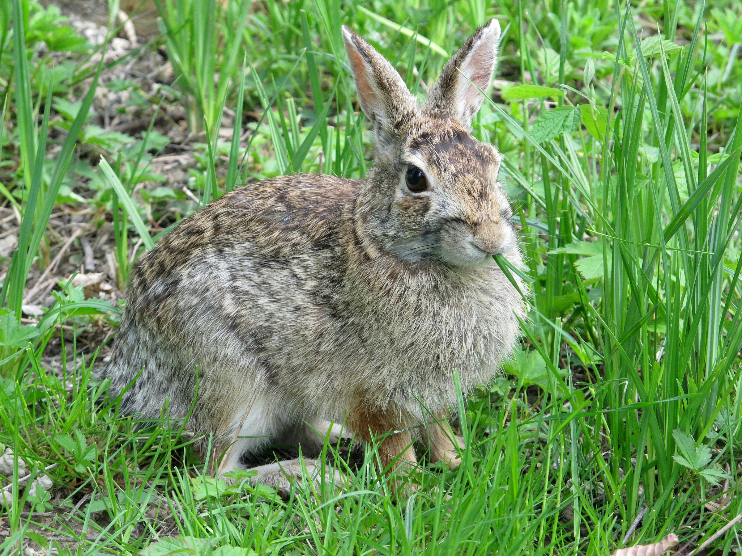 un leprotto coraggioso