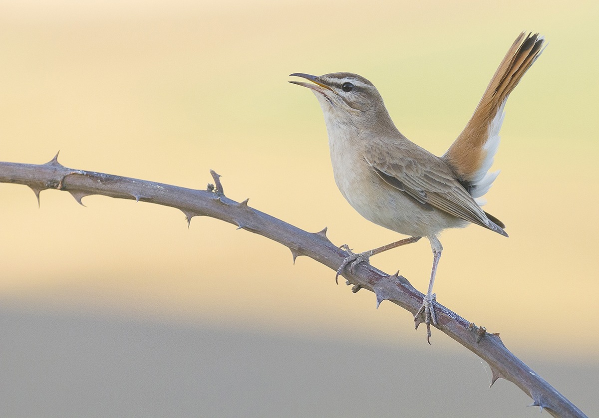 Nightingale of Africa