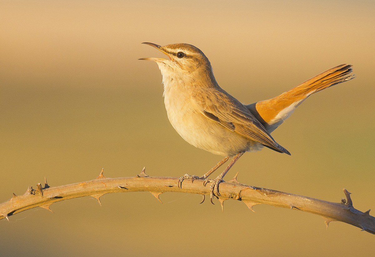 Nightingale of Africa