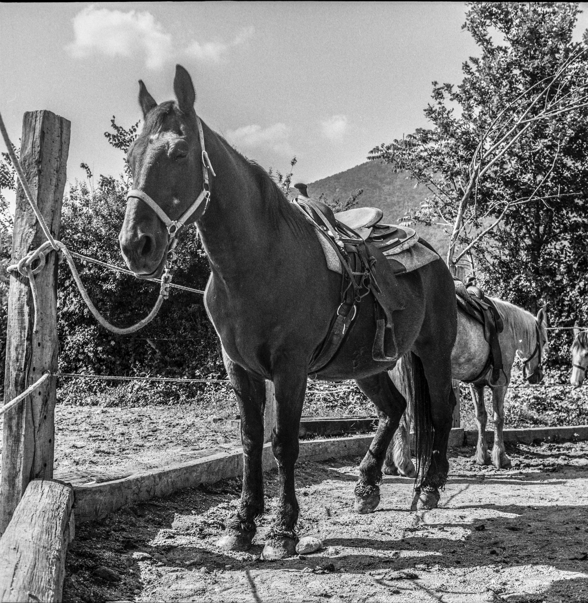 Cavallo, medio formato