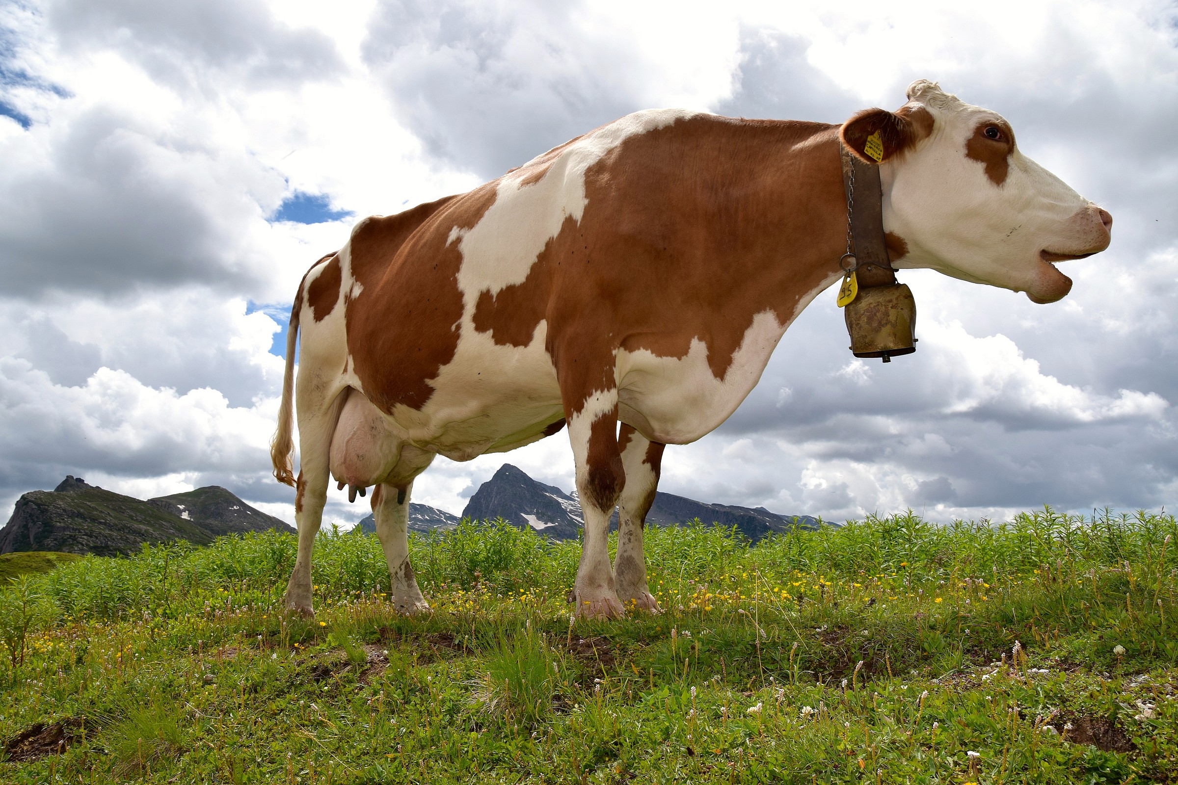 Atom Heart Mother ....... almost