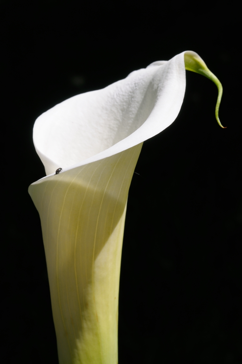 calla con passeggero