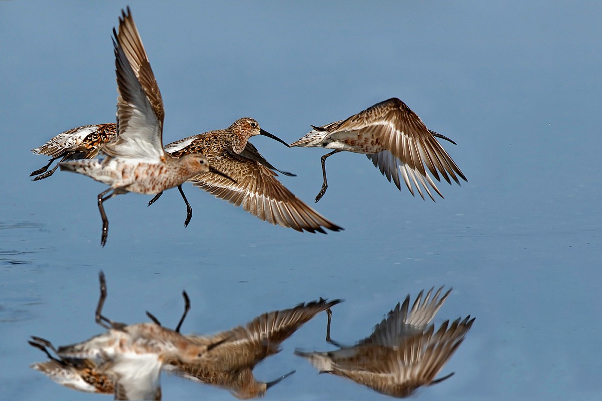 Lo stacco dei piovanelli comuni