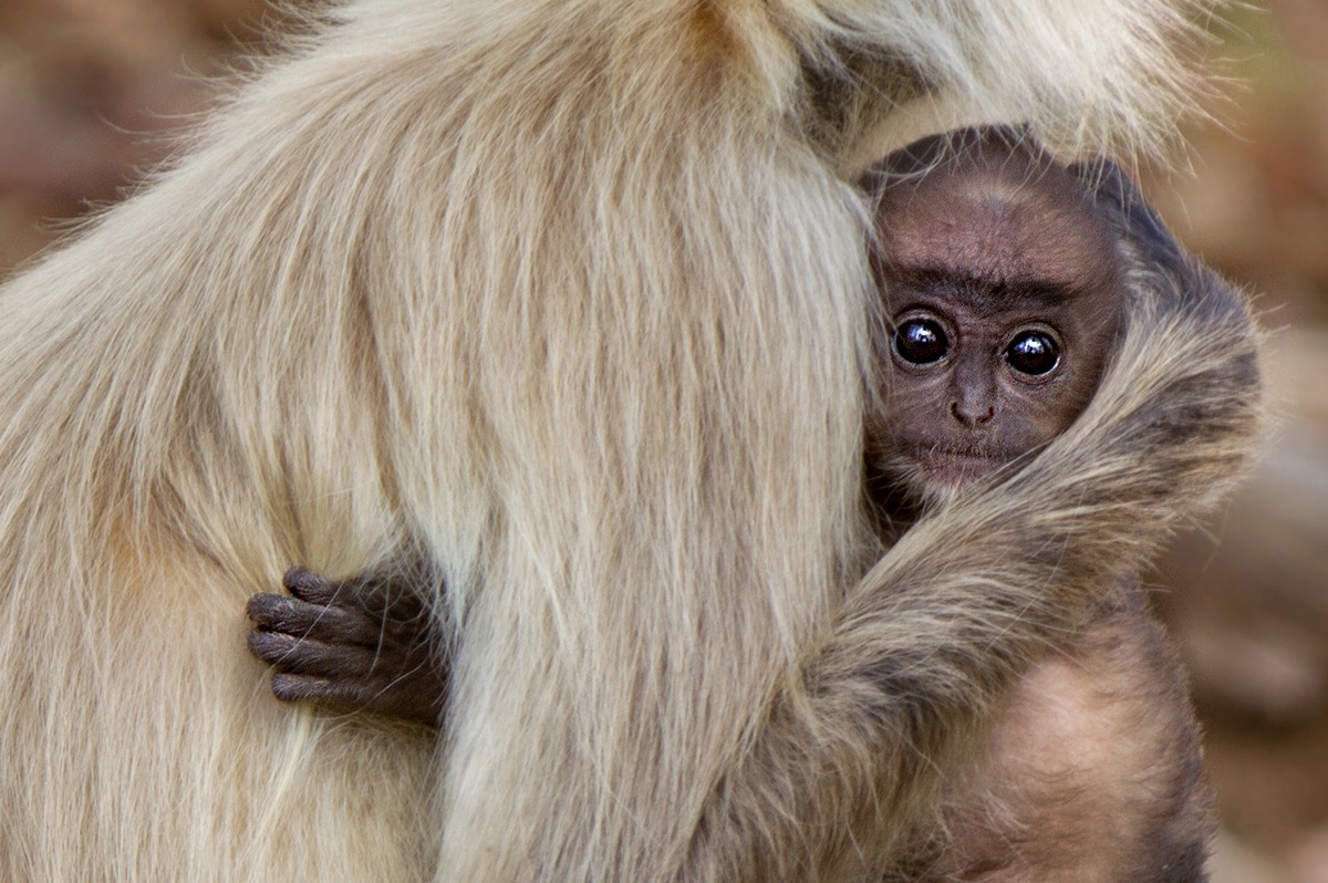 Semnopithecus entellus