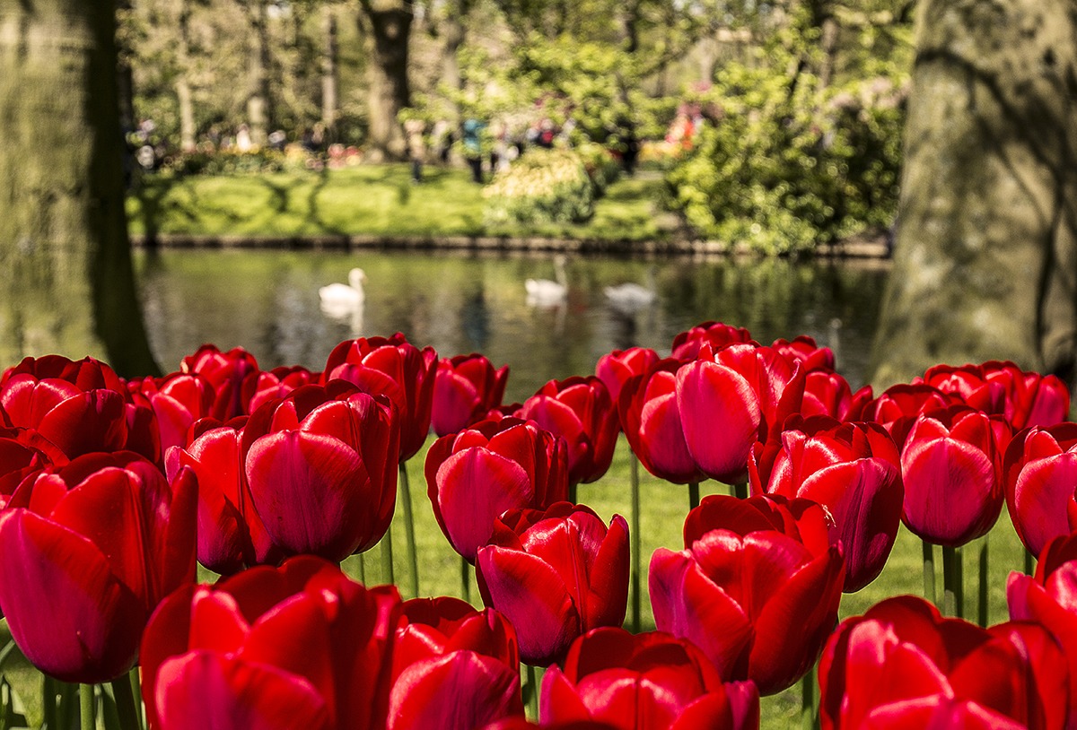 Keukenhof Gardens