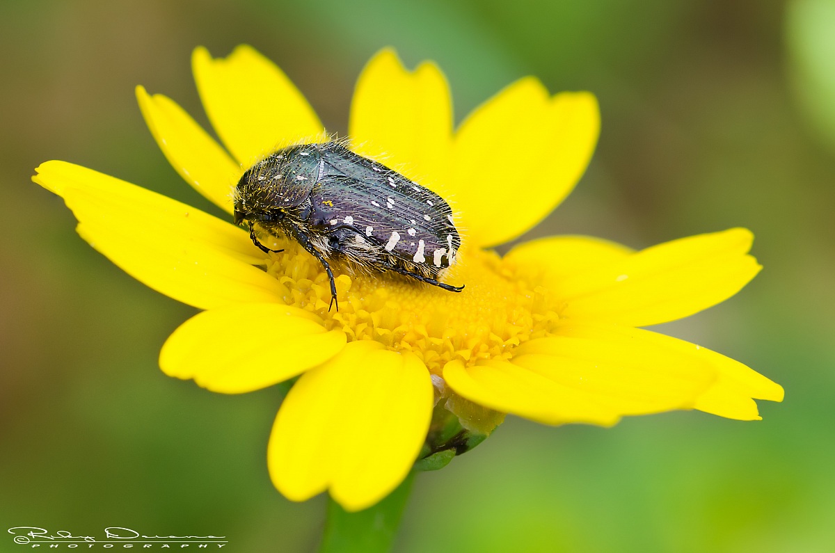 Oxythyrea funesta (Poda 1761) - Cetoniida