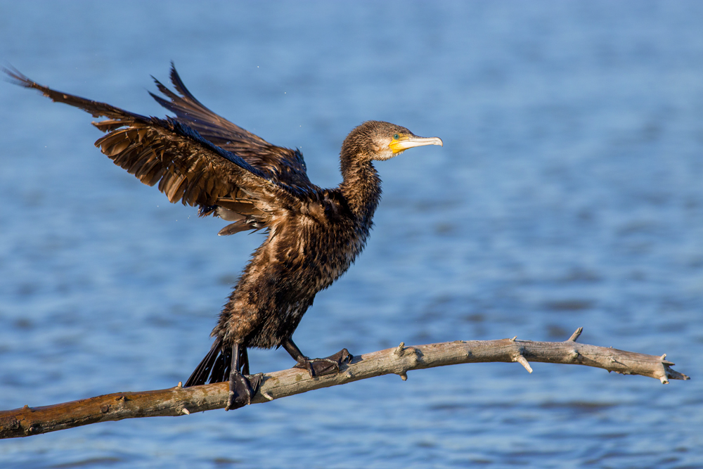Cormorant and the hair dryer invisible