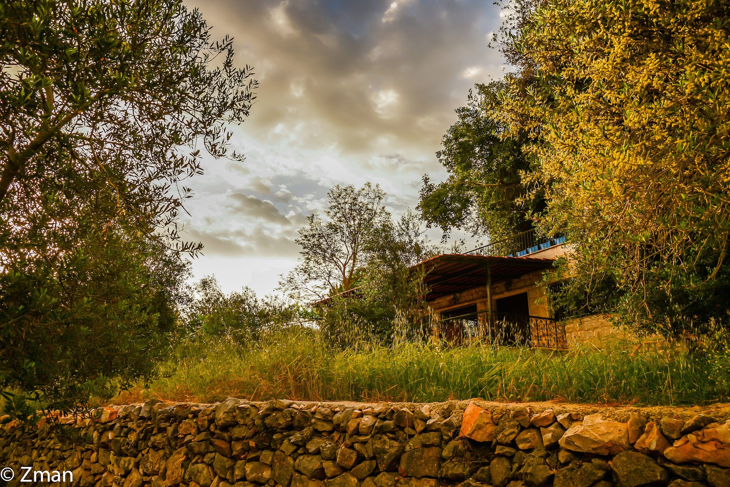 Field of Olive Trees