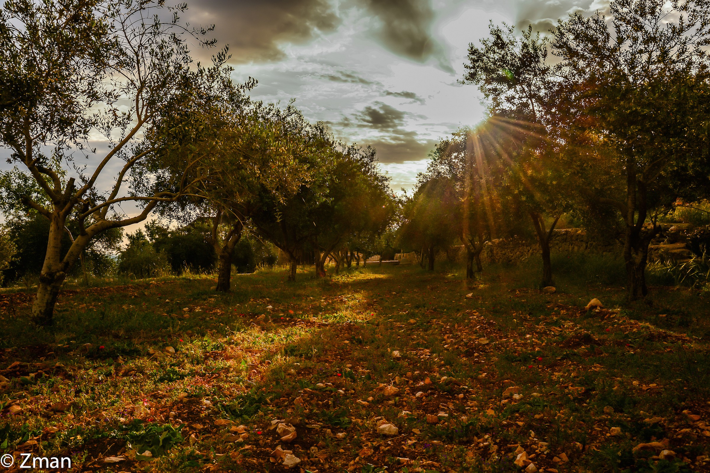 Field of Olive Trees