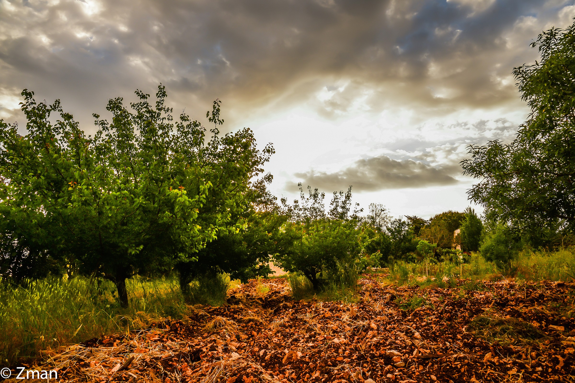 Apricot Trees