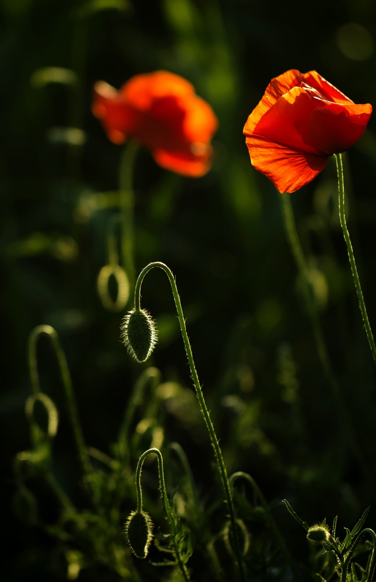 Poppies