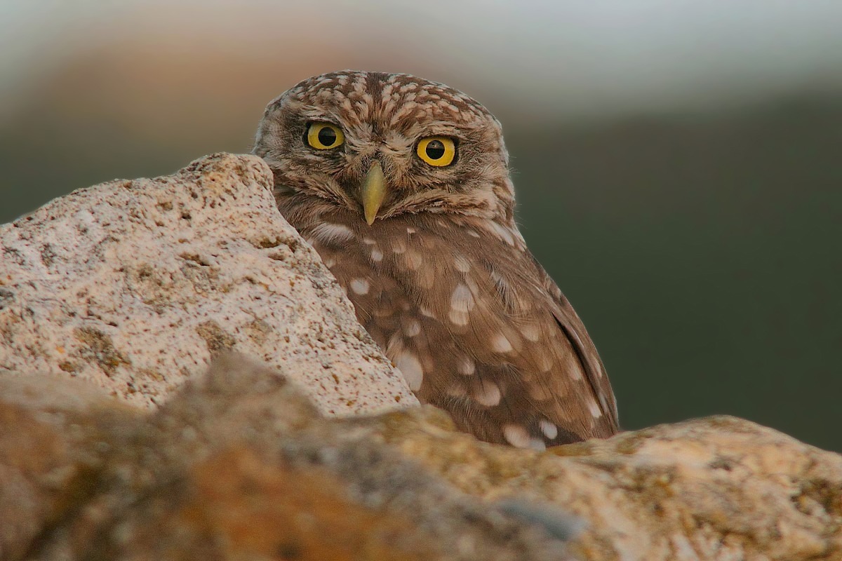 Civetta a tramonto inoltrato