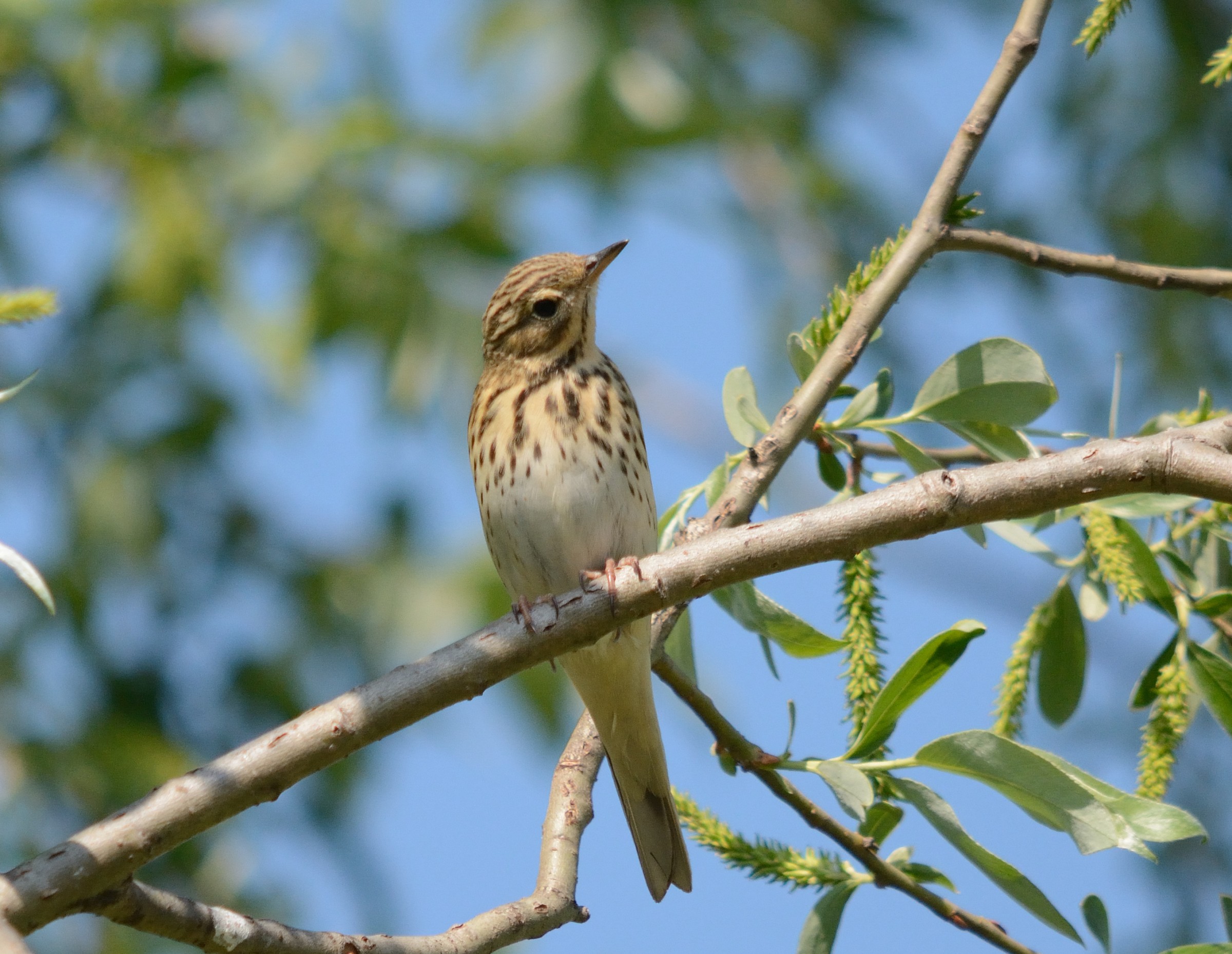 Tree Pipit