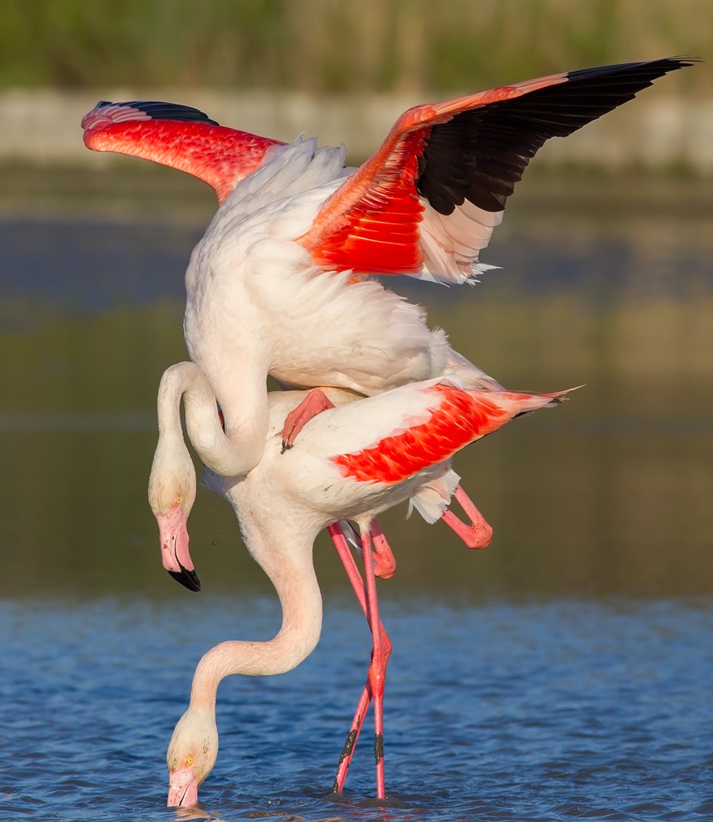 Accoppiamento di fenicotteri rosa