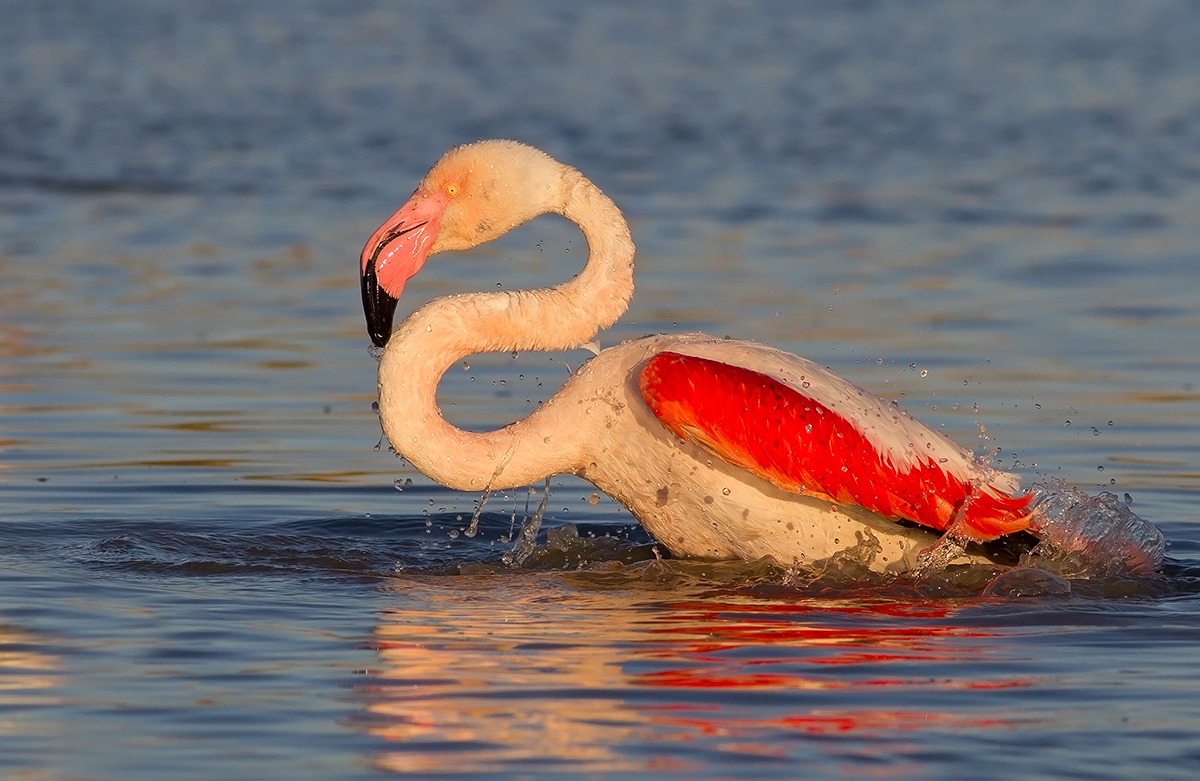Il bagno del fenicottero