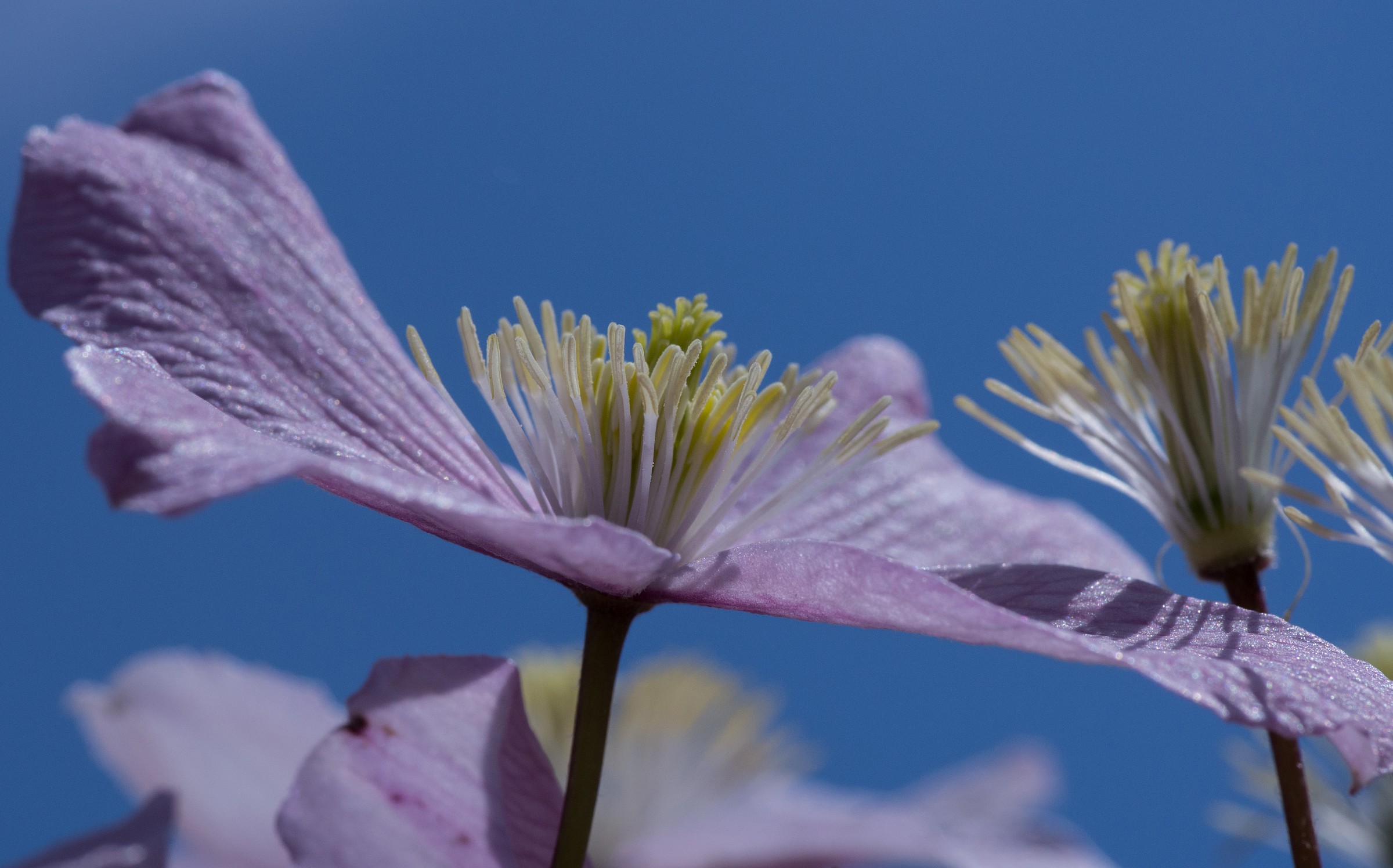 un fiore nel mio giardino