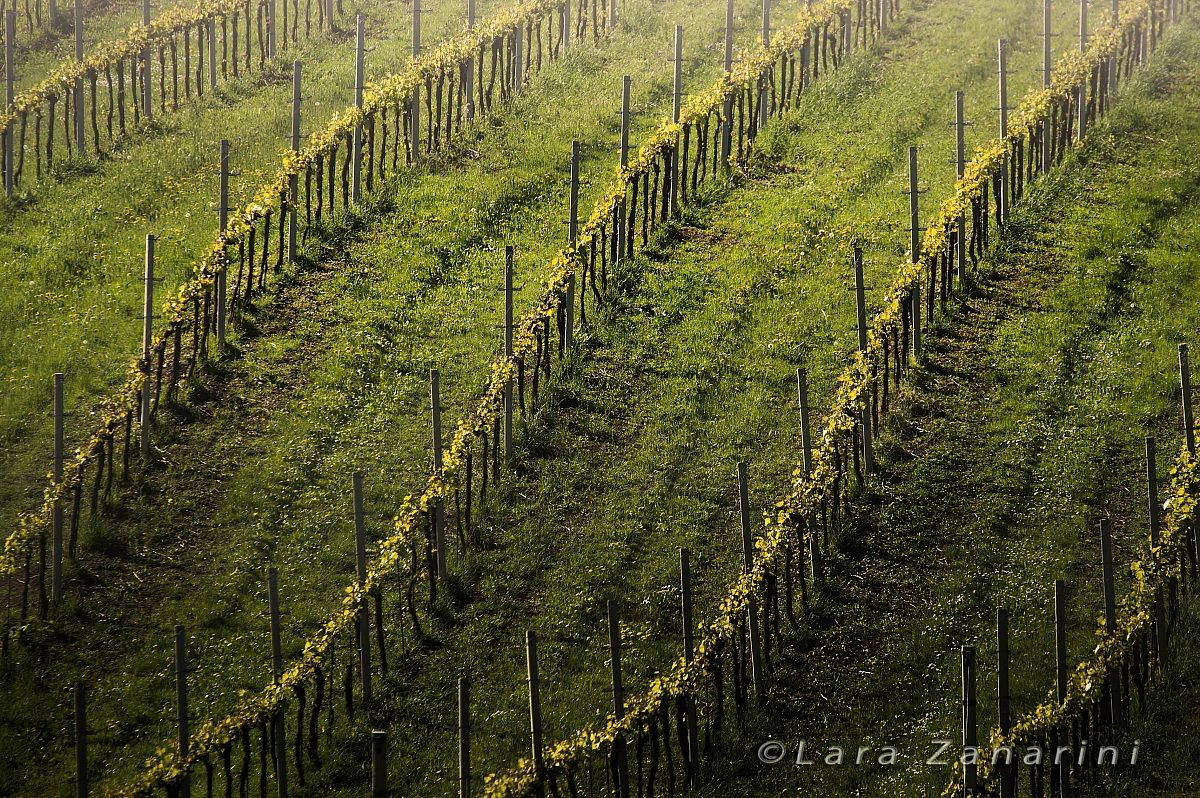 Contrasts between the rows