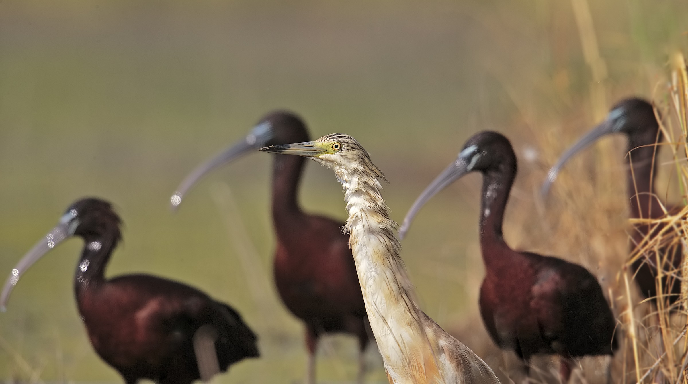 ... Attentive to spalleeeeeee