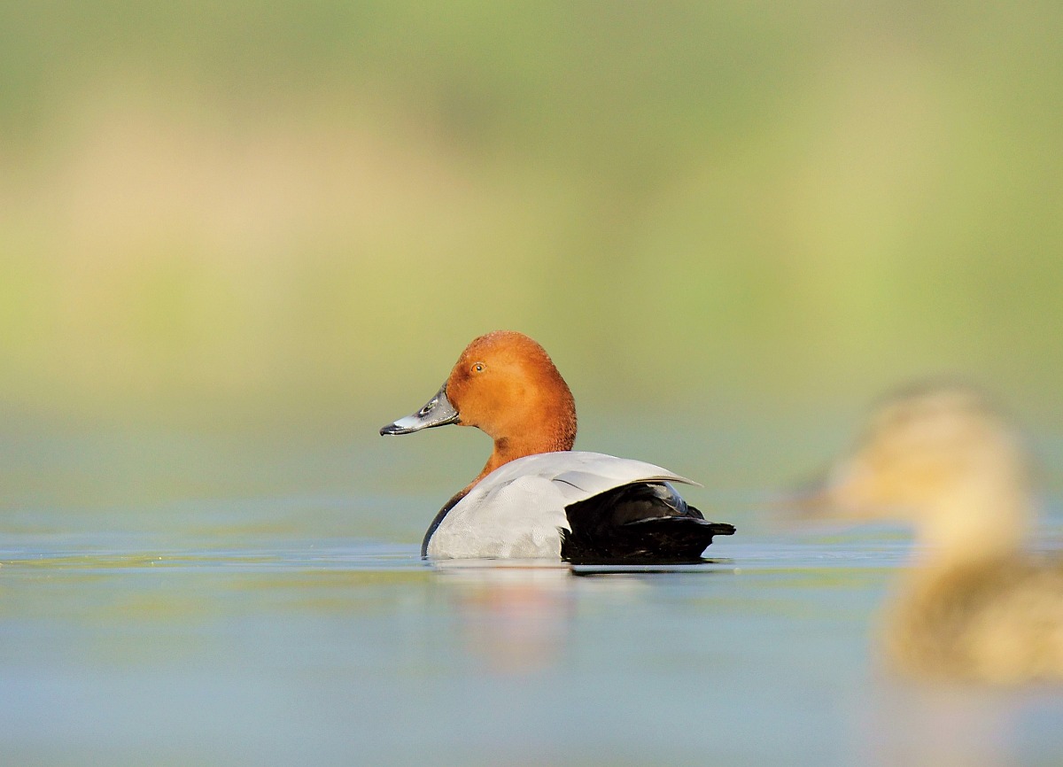 Hey, I'm moved by photographing the beautiful redhead!