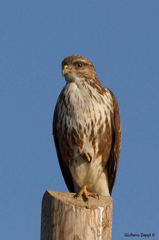 Buzzard