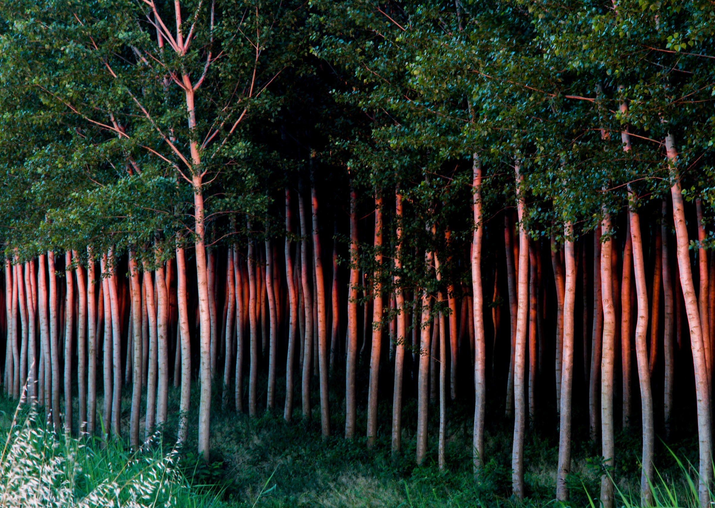 When the Sun is near the horizon